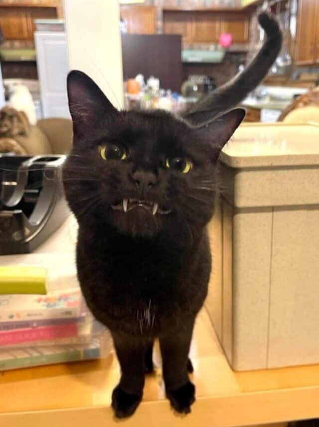 Bildschirmarbeiter - Picdump KW 44/2025