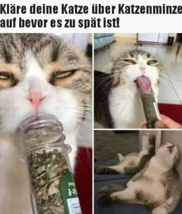 Bildschirmarbeiter - Picdump KW45 2021