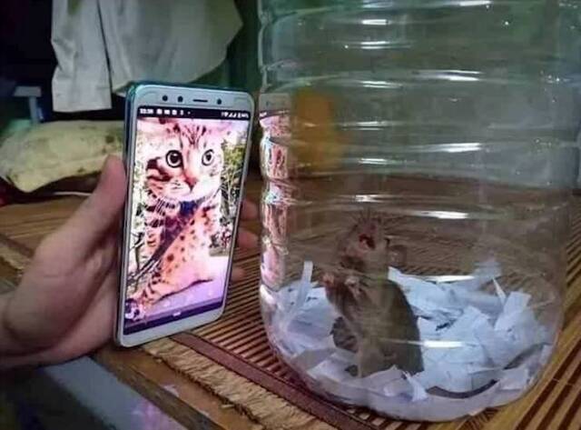 Bildschirmarbeiter - Picdump KW45 2021