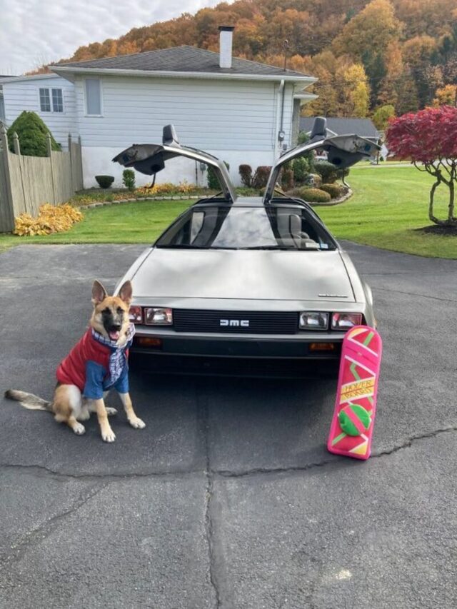 Bildschirmarbeiter - Picdump KW 45/2025