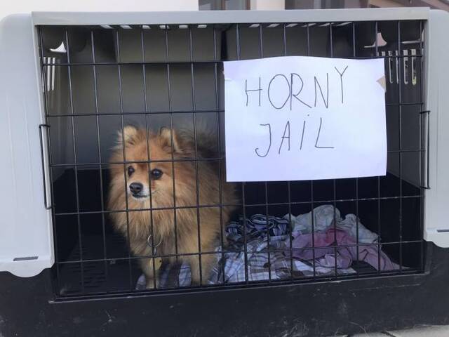 Bildschirmarbeiter - Picdump KW46 2020