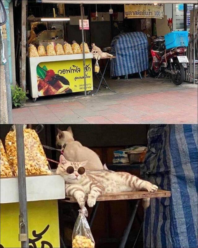 Bildschirmarbeiter - Picdump KW46 2020