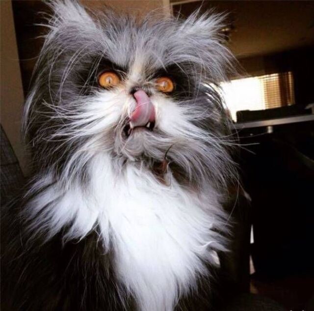 Bildschirmarbeiter - Picdump KW 46/2025