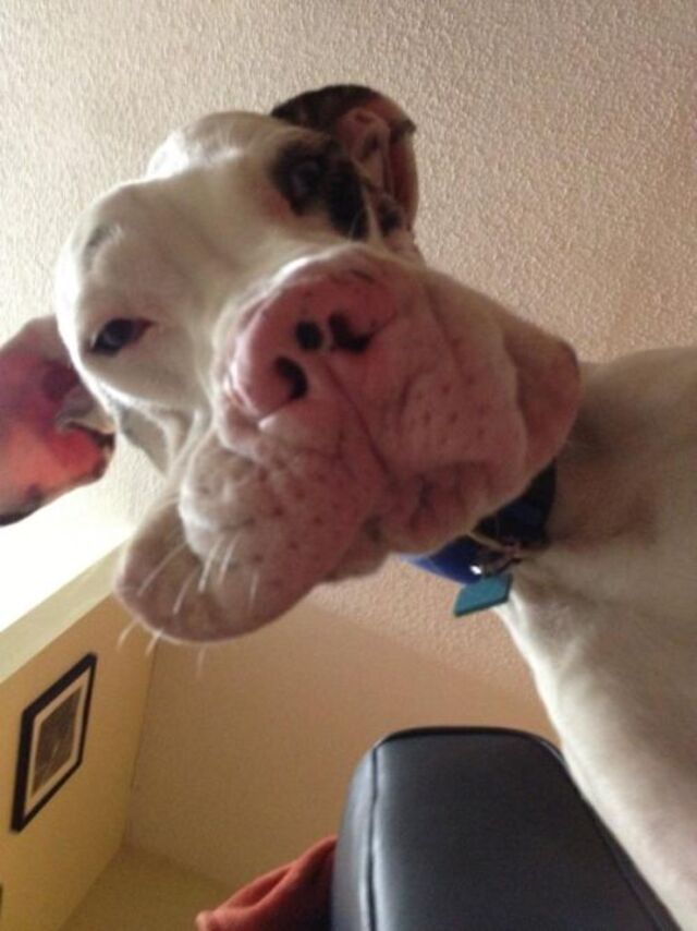 Bildschirmarbeiter - Picdump KW 46/2025