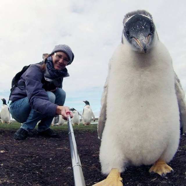 Bildschirmarbeiter - Picdump KW 46/2025