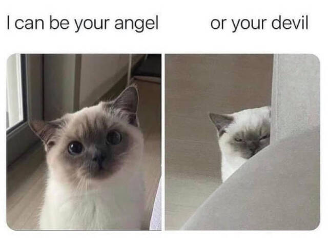 Nachschlag - Bildschirmarbeiter - Picdump KW47 2021