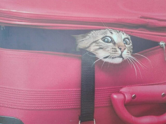 Bildschirmarbeiter - Picdump KW 48/2025