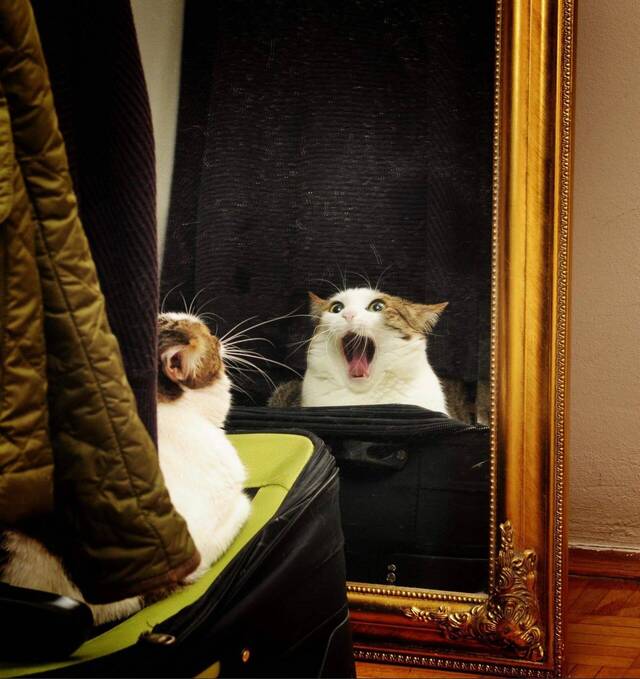 Bildschirmarbeiter - Picdump KW 48/2025