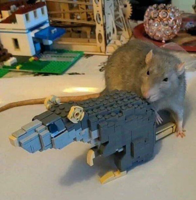 Bildschirmarbeiter - Picdump KW 48/2025