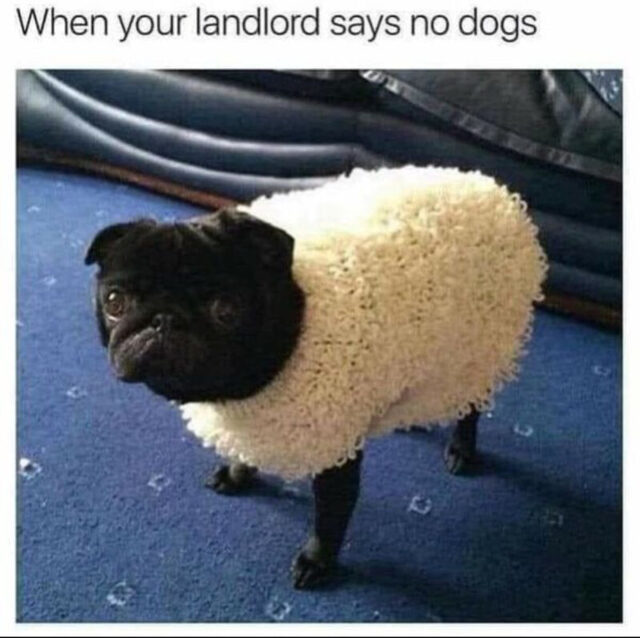 Bildschirmarbeiter - Picdump KW 48/2025