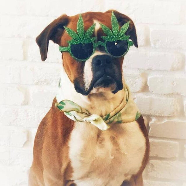 Bildschirmarbeiter - Picdump KW 48/2025