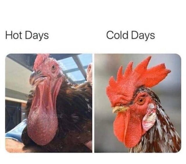 Bildschirmarbeiter - Picdump KW 48/2025