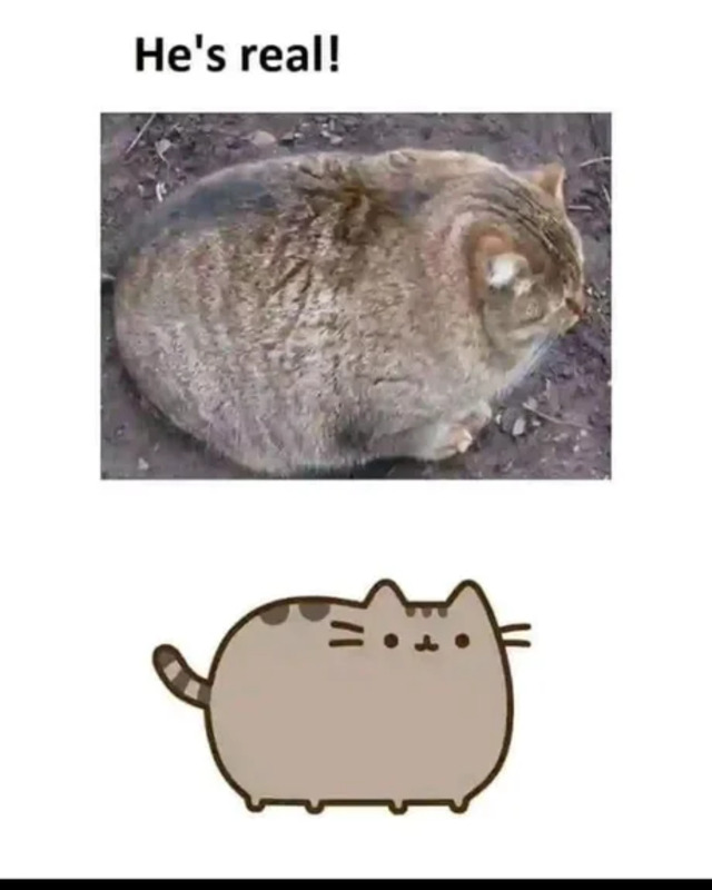 Bildschirmarbeiter - Picdump KW 49/2025