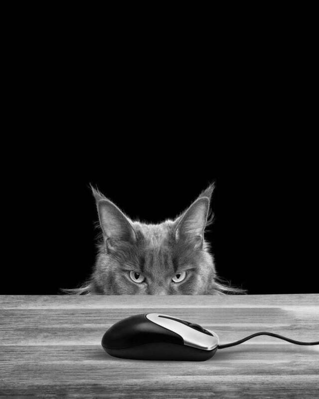 Bildschirmarbeiter - Picdump KW50 2020