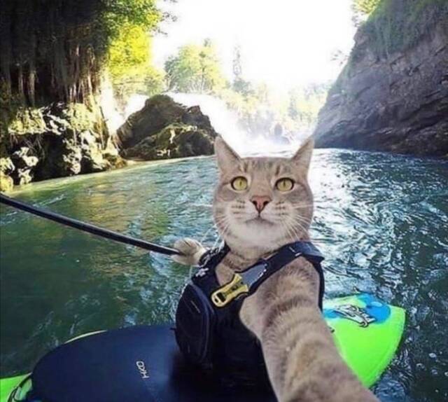 Bildschirmarbeiter - Picdump KW50 2020