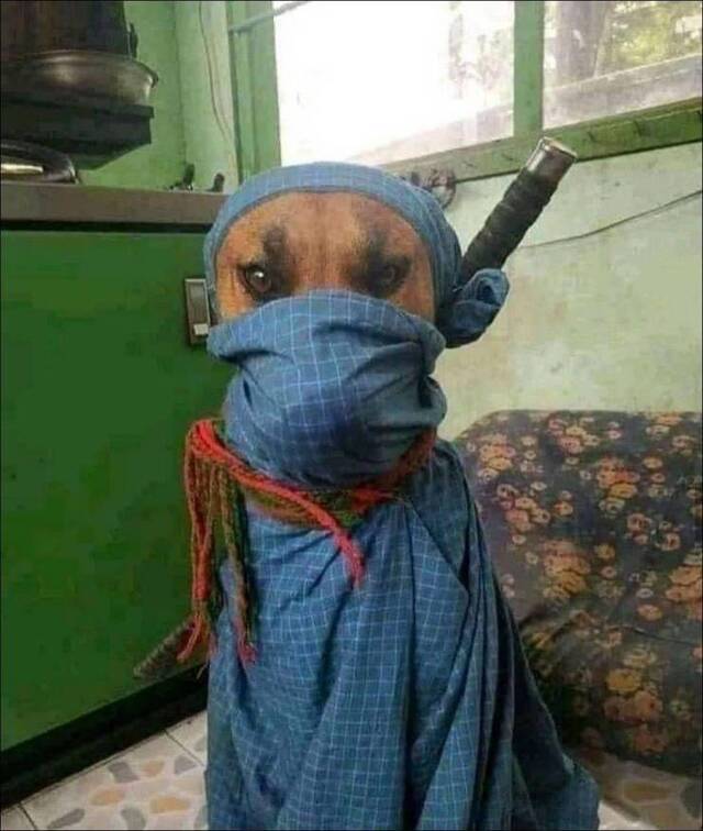 Bildschirmarbeiter - Picdump KW50 2020