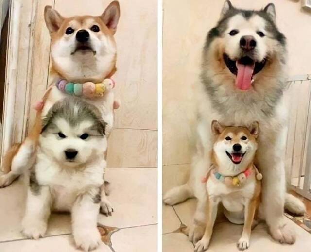 Bildschirmarbeiter - Picdump KW50 2020