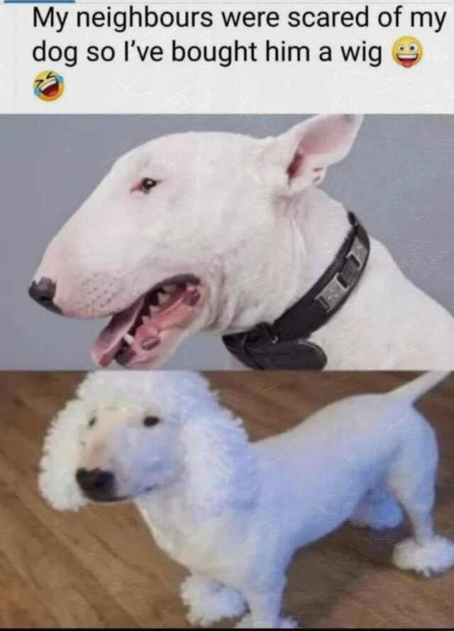 Bildschirmarbeiter - Picdump KW50 2021