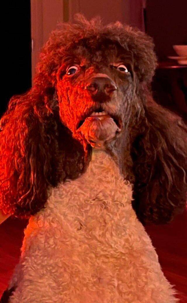 Bildschirmarbeiter - Picdump KW50 2021