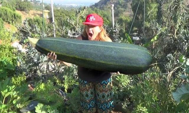 Bildschirmarbeiter - Picdump KW50 2021