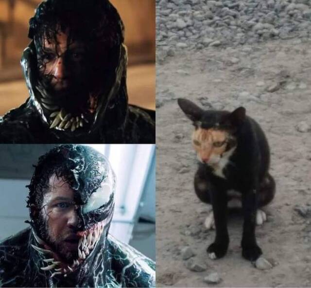 Bildschirmarbeiter - Picdump KW50 2021