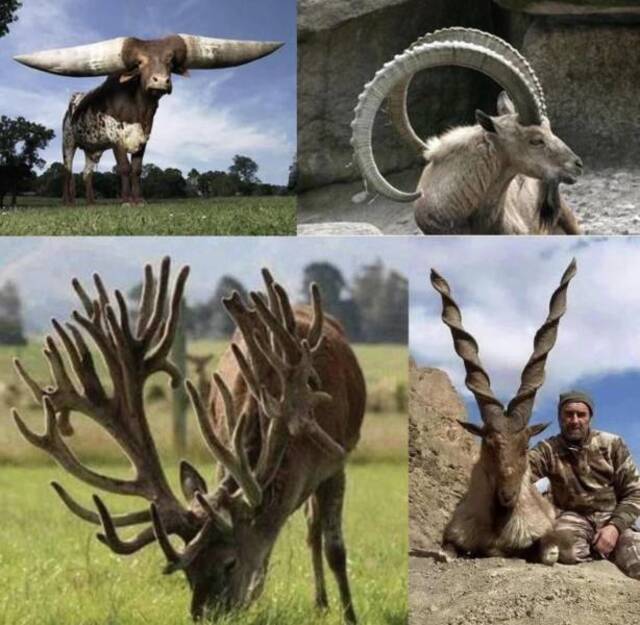 Bildschirmarbeiter - Picdump KW50 2021