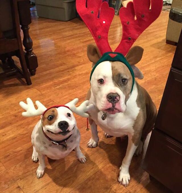 Bildschirmarbeiter - Picdump KW 50/2025