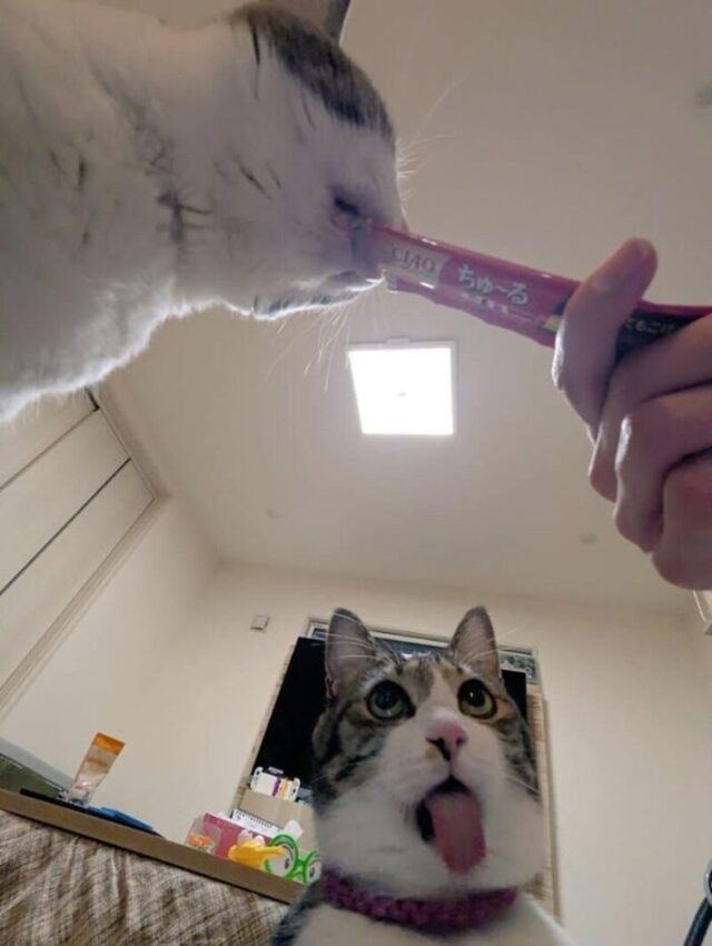 Bildschirmarbeiter - Picdump KW 50/2025