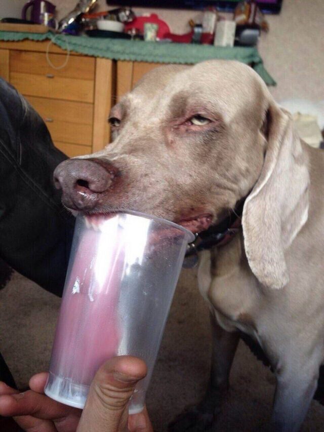 Bildschirmarbeiter - Picdump KW 50/2025