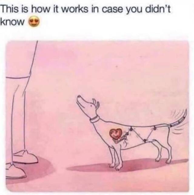 Bildschirmarbeiter - Picdump KW51 2020