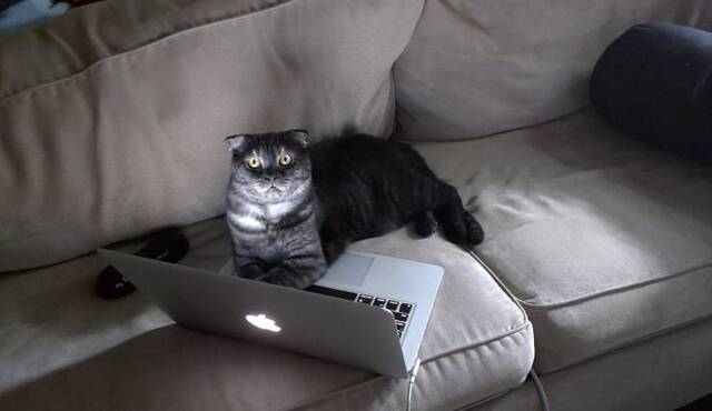 Bildschirmarbeiter - Picdump KW51 2020