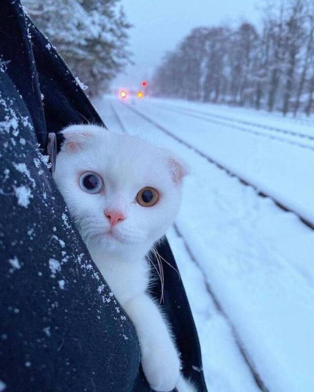 Bildschirmarbeiter - Picdump KW51 2020