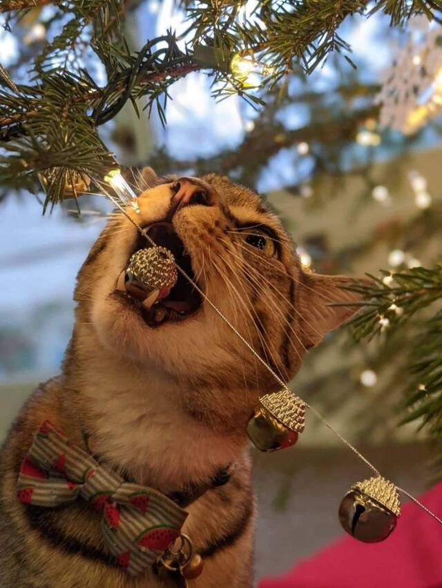 Bildschirmarbeiter - Picdump KW51 2020