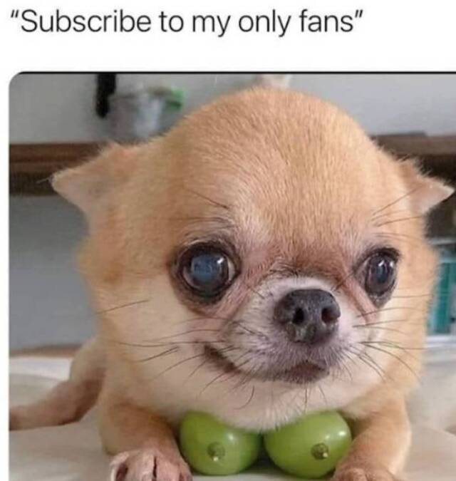 Nachschlag - Bildschirmarbeiter - Picdump KW51 2021