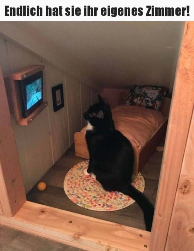 Bildschirmarbeiter - Picdump KW51 2021