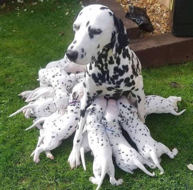 Bildschirmarbeiter - Picdump KW51 2021