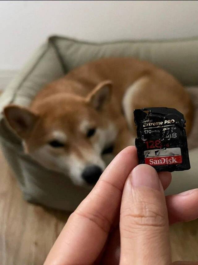 Bildschirmarbeiter - Picdump KW51 2021