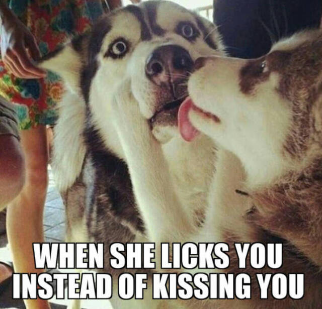 Bildschirmarbeiter - Picdump KW 51/2025