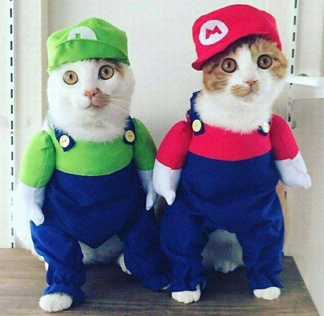 Bildschirmarbeiter - Picdump KW 51/2025