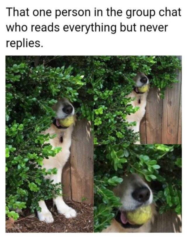 Bildschirmarbeiter - Picdump KW 51/2025