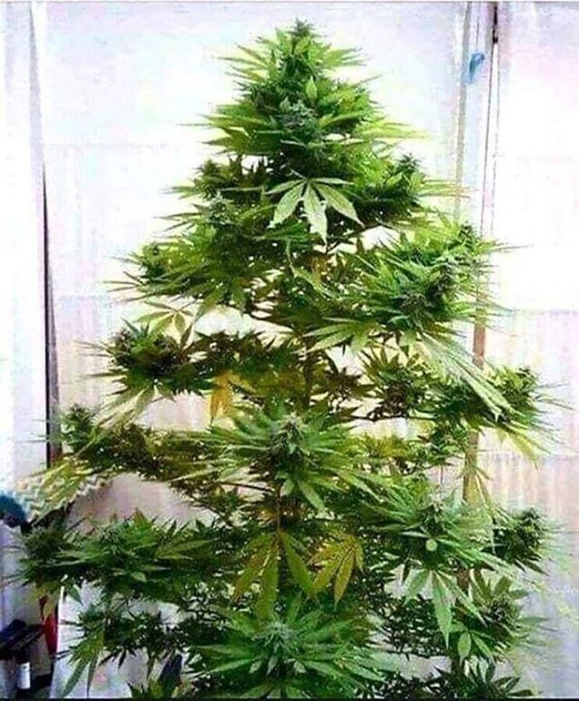 Bildschirmarbeiter - Picdump KW 51/2025