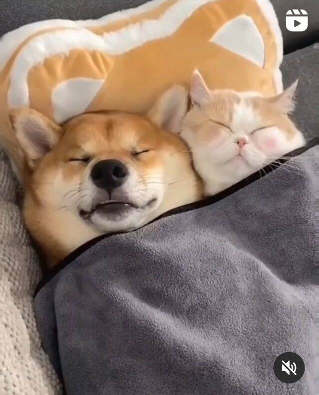 Bildschirmarbeiter - Picdump KW52 2021