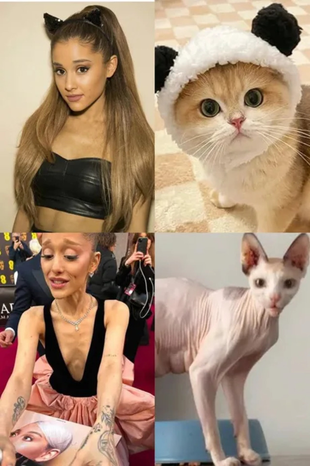 Bildschirmarbeiter - Picdump KW 52/2025