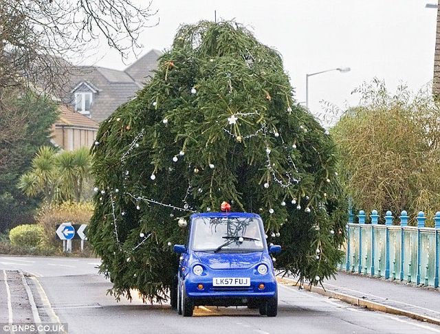 Weihnachtsbaum - Extreme