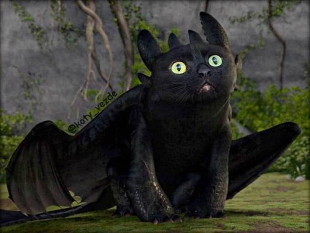 Willkommen im Katzenuniversum