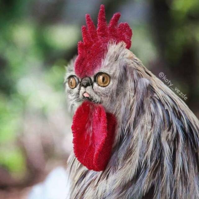 Willkommen im Katzenuniversum