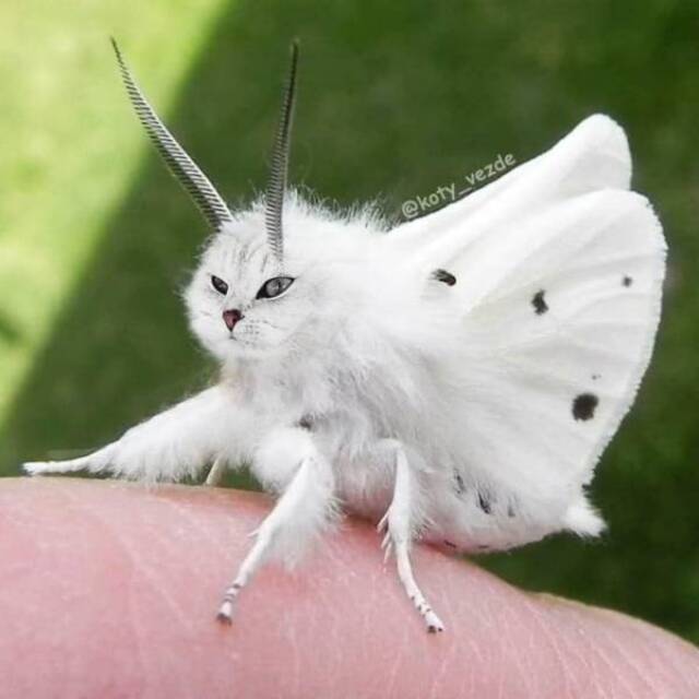 Willkommen im Katzenuniversum