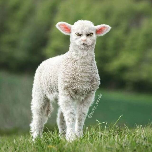 Willkommen im Katzenuniversum