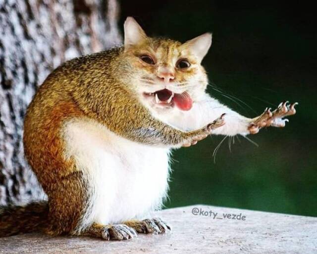 Willkommen im Katzenuniversum