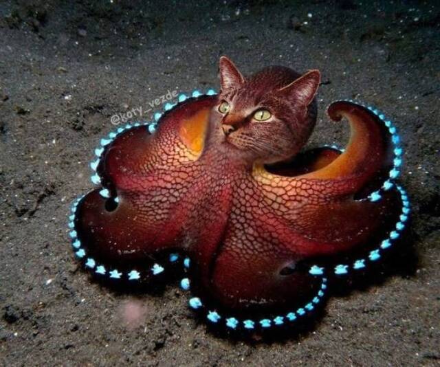 Willkommen im Katzenuniversum